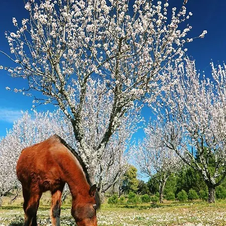 Lugar Da Pedra Alta - - Private Historical Bed & Breakfast Melo