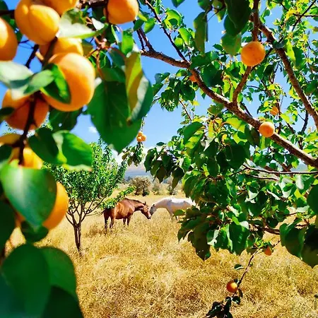Lugar Da Pedra Alta - - Private Historical