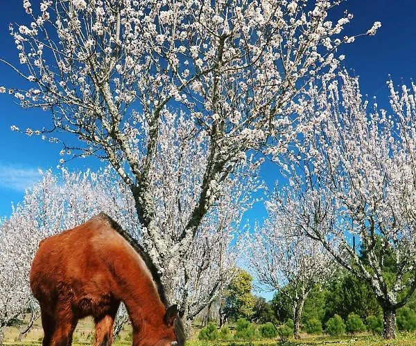 Lugar Da Pedra Alta - - Private Historical Couette-café Melo