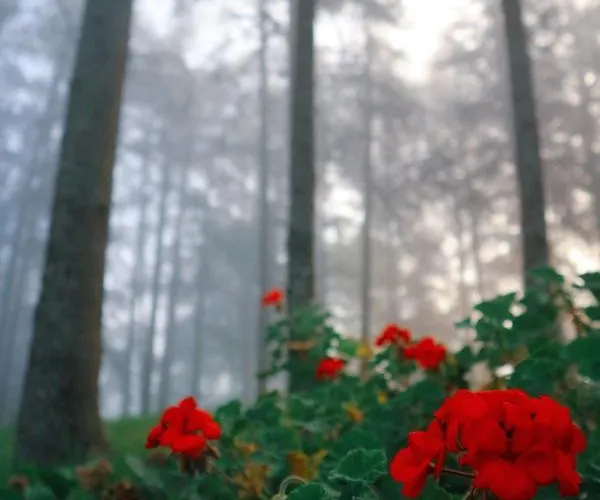 Lugar Da Pedra Alta - - Private Historical Couette-café Melo