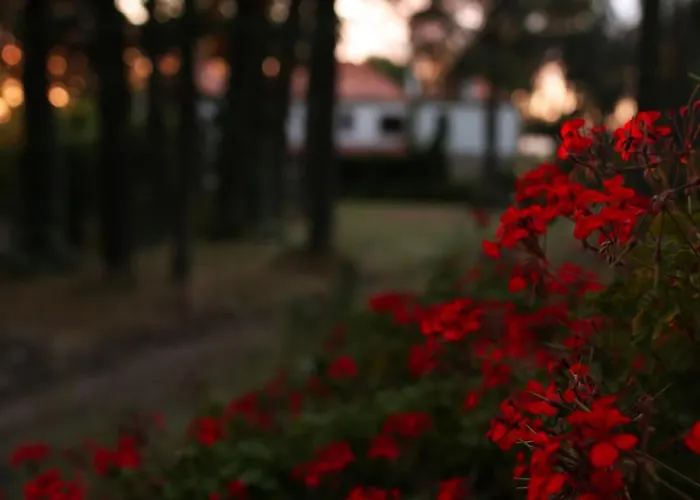 Lugar Da Pedra Alta - - Private Historical * Melo